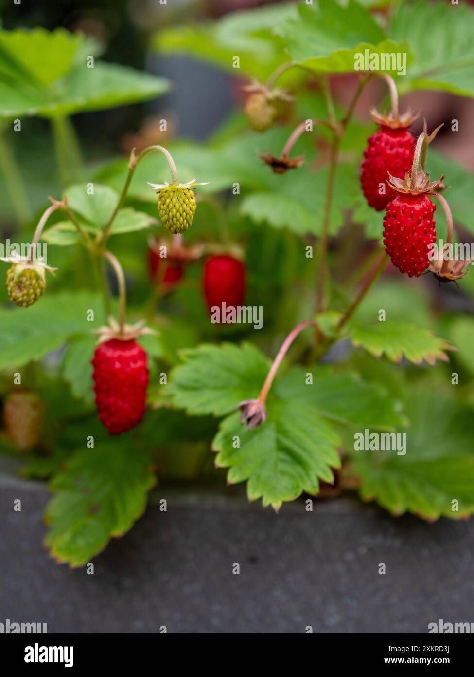 Piccole fragole alpine o fragole selvatiche (Fragaria vesca) da vicino crescono su una pianta in un vaso da patio come coltura commestibile Foto Stock
