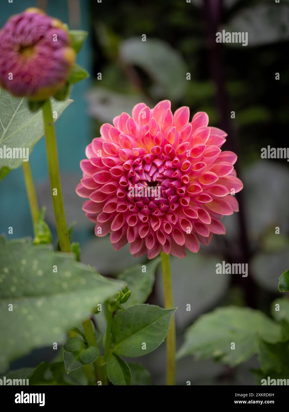Il fiore di Dahlia 'Jowey Winnie' si chiude e si affaccia sul bordo di un giardino estivo, mostrando i petali di corallo e pesca ben disposti in un motivo intricato Foto Stock