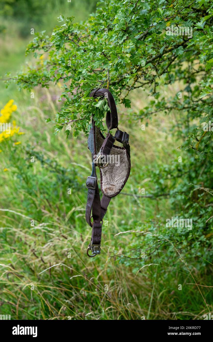 Un'imbracatura per cani smarrita è appesa a un ramo d'albero, pronta per essere rivendicata dal proprietario nella campagna del Regno Unito. Foto Stock