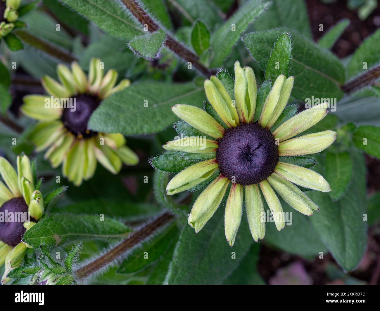 Rudbeckia hirta "Foresta incantata" fiore preso dall'alto; un coneflower verde lime a volte noto come "Susan Nera Eyed", ideale per gli impollinatori Foto Stock