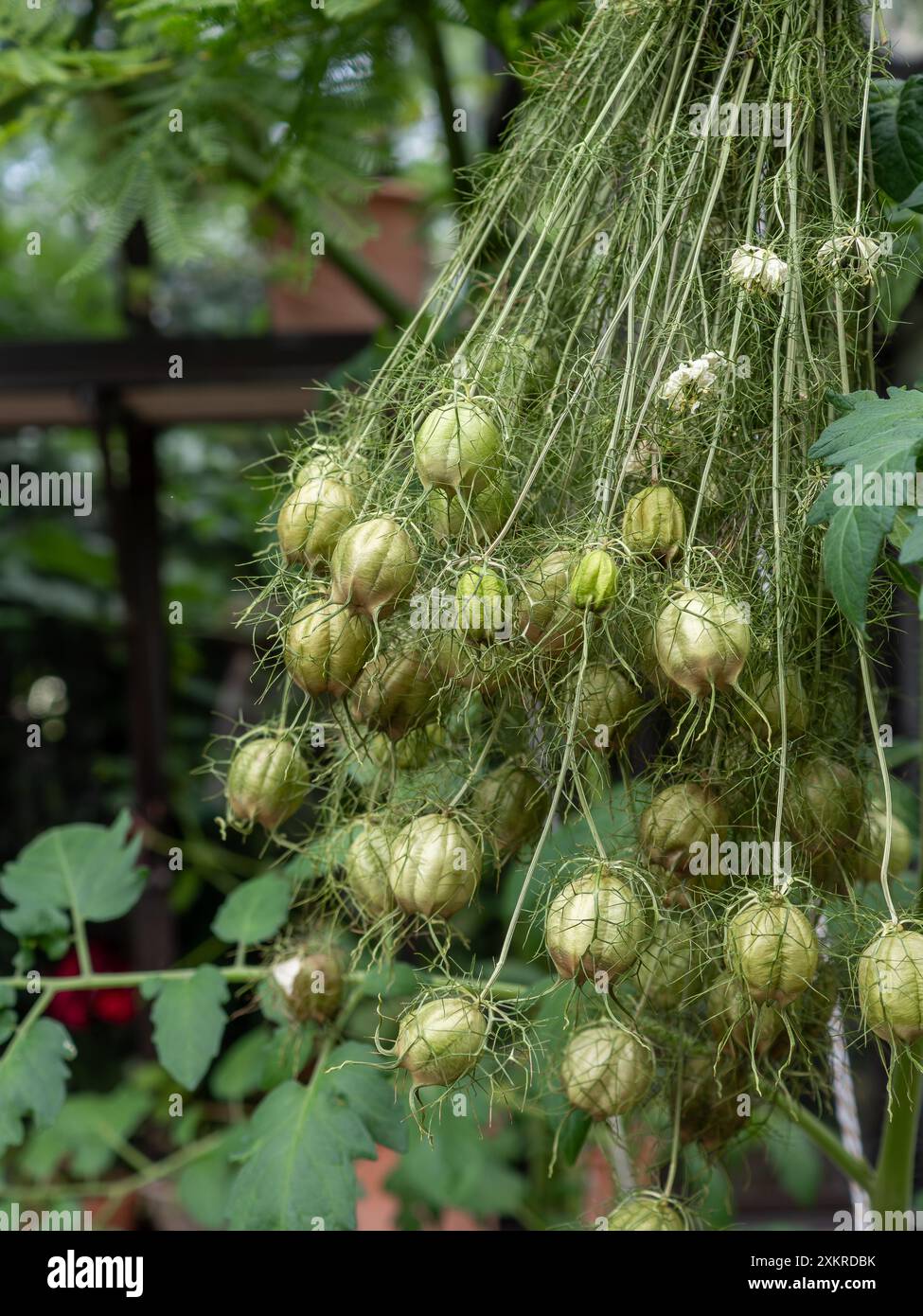 Le teste di semi essiccati di Nigella damascena "Albion Green Pod" si ravvicinano e si appendono capovolte per asciugare i fiori secchi (Love-in-a-Mist) Foto Stock