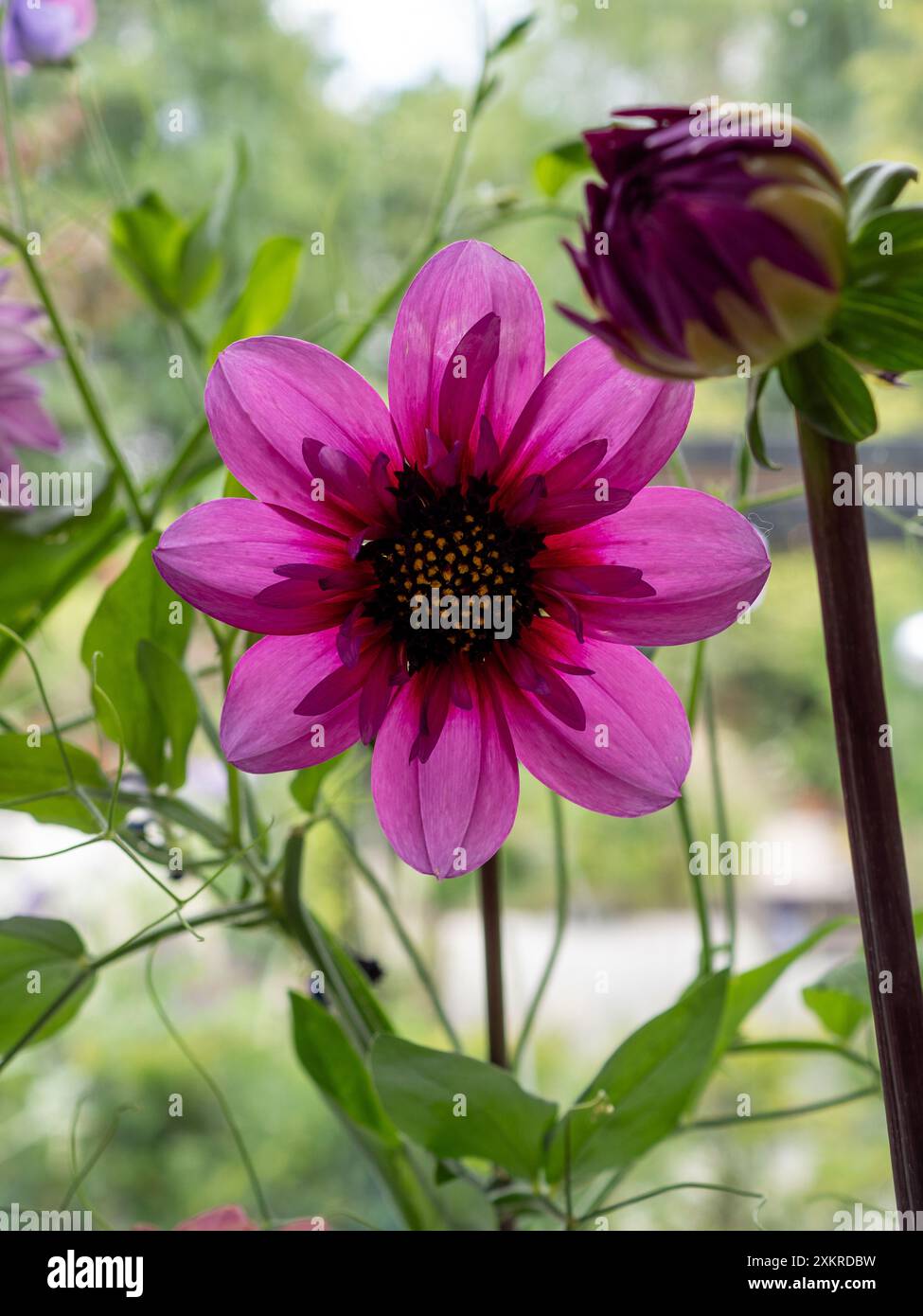 Un fiore "Skyfall" Dahlia da vicino e retroilluminato che mostra i petali rosa e il centro giallo, un fiore perfetto per il taglio Foto Stock
