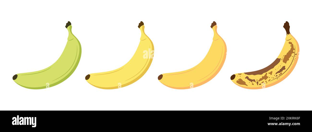 Tavole di maturazione delle banane impostate. Dalla banana verde undermature alla banana overmature con macchie marroni. Frutta fresca matura e marcio biologico. Illustrazione vettoriale Illustrazione Vettoriale