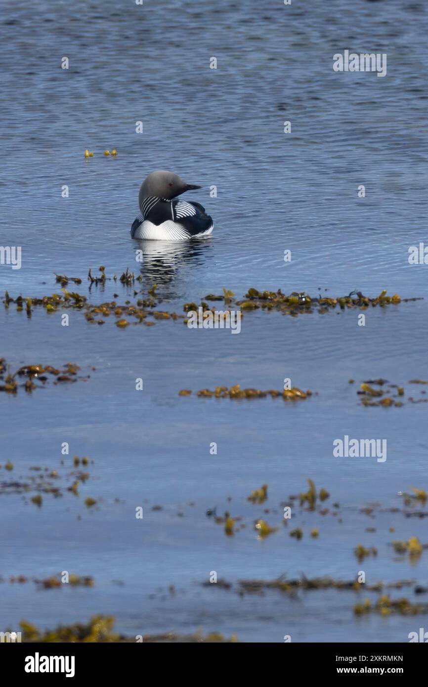 Prachttaucher, Pracht-Taucher, Gavia arctica, loon dalla gola nera, tuffatore dalla gola nera, Arctic loon, le Plongeon Arctique, Huart Arctique Foto Stock