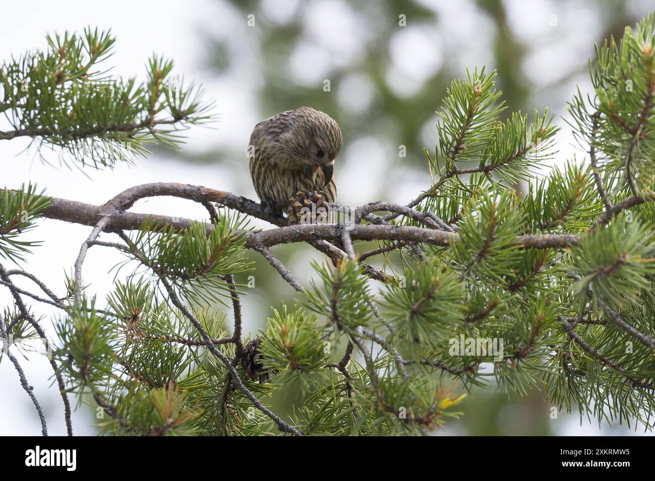 Kiefernkreuzschnabel, Kiefern-Kreuzschnabel, Jungvogel beim Fressen an einem Zapfen, Kiefernzapfen, Kreuzschnabel, Loxia pytyopsittacus, crocevia di pappagallo Foto Stock