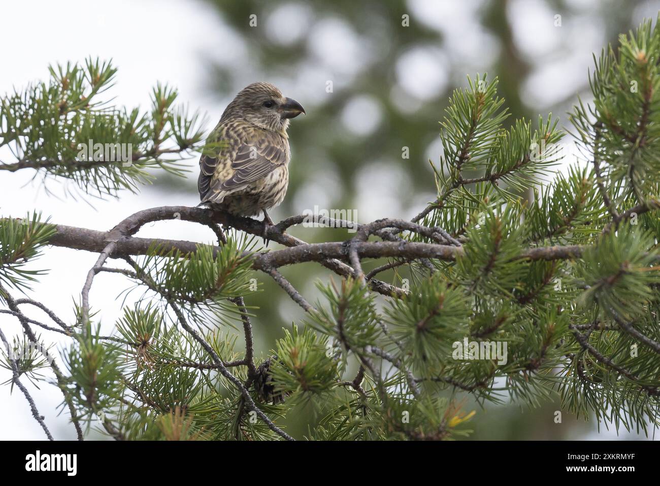 Kiefernkreuzschnabel, Kiefern-Kreuzschnabel, Jungvogel, Kreuzschnabel, Loxia pytyopsittacus, croce pappagallo, croce, le Bec-croisé perroquet Foto Stock