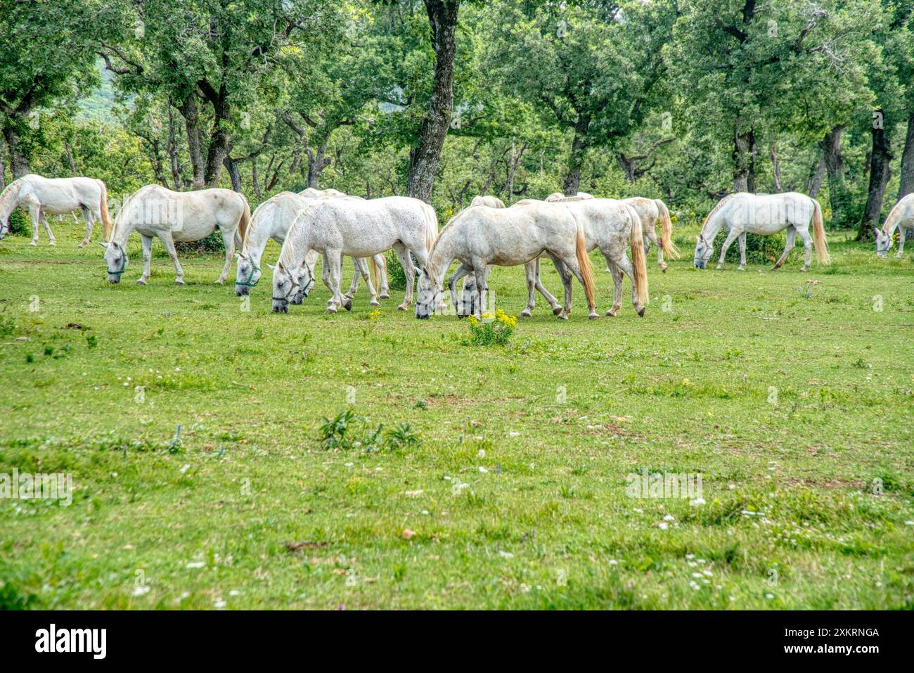White Lipizzaner mares cavallo di razza con scuri puledri pascolano in un prato di erba e fiori nella scuderia di Lipizza a Lipica Sezana Slovenia Foto Stock