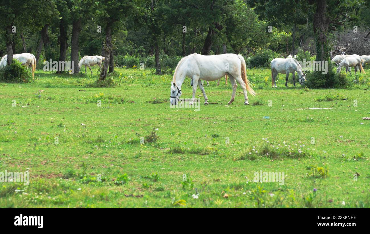 White Lipizzaner mares cavallo di razza con scuri puledri pascolano in un prato di erba e fiori nella scuderia di Lipizza a Lipica Sezana Slovenia Foto Stock