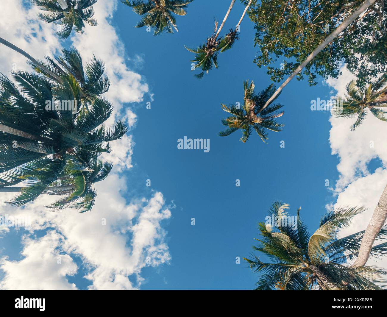 Vista dal basso delle palme contro un cielo blu con nuvole bianche. Foto Stock