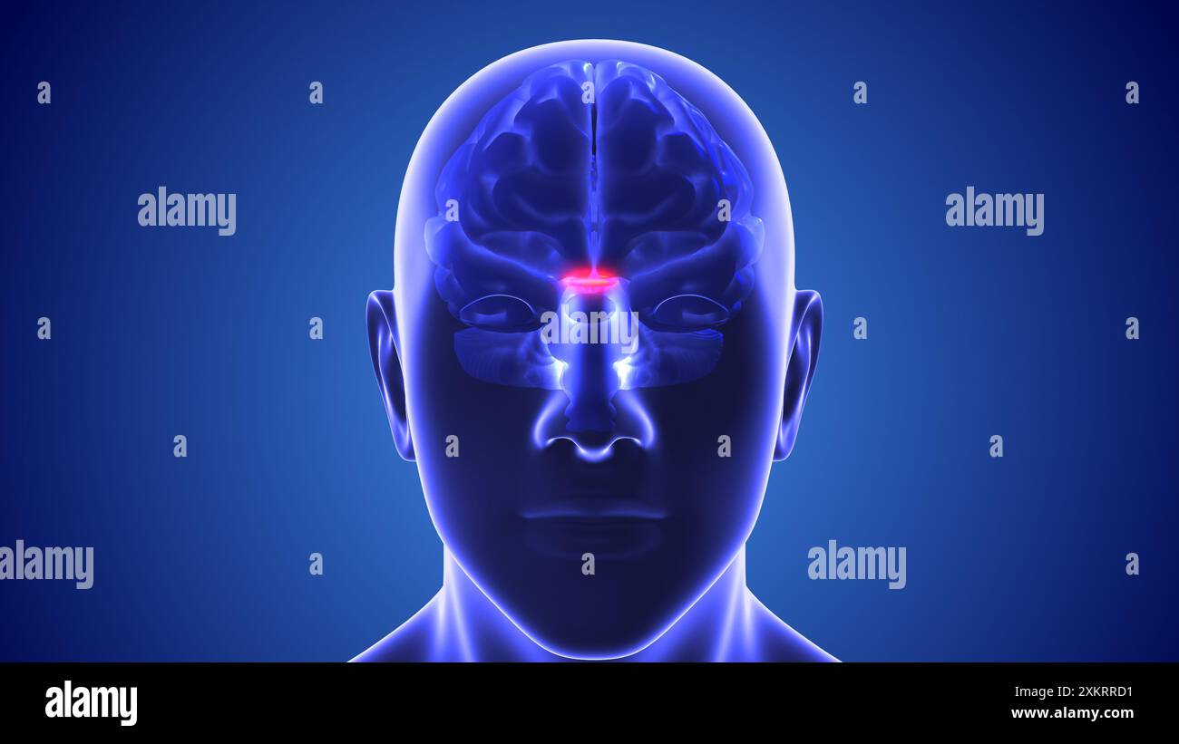 Nuovo bersaglio cerebrale per il trattamento dell'autismo Foto Stock