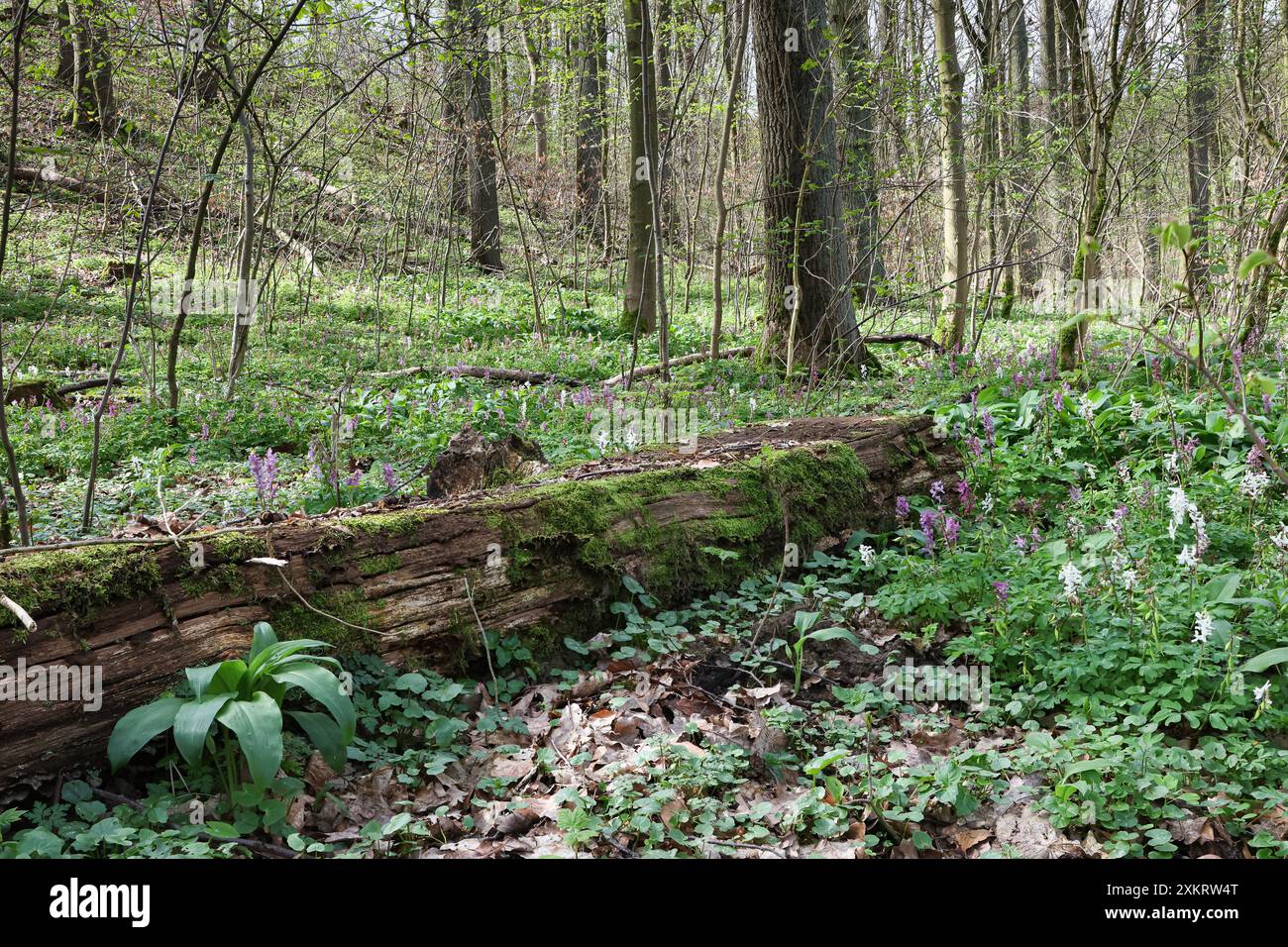 I corydalis bianchi e viola formano un tappeto di fiori nella foresta. Foto Stock