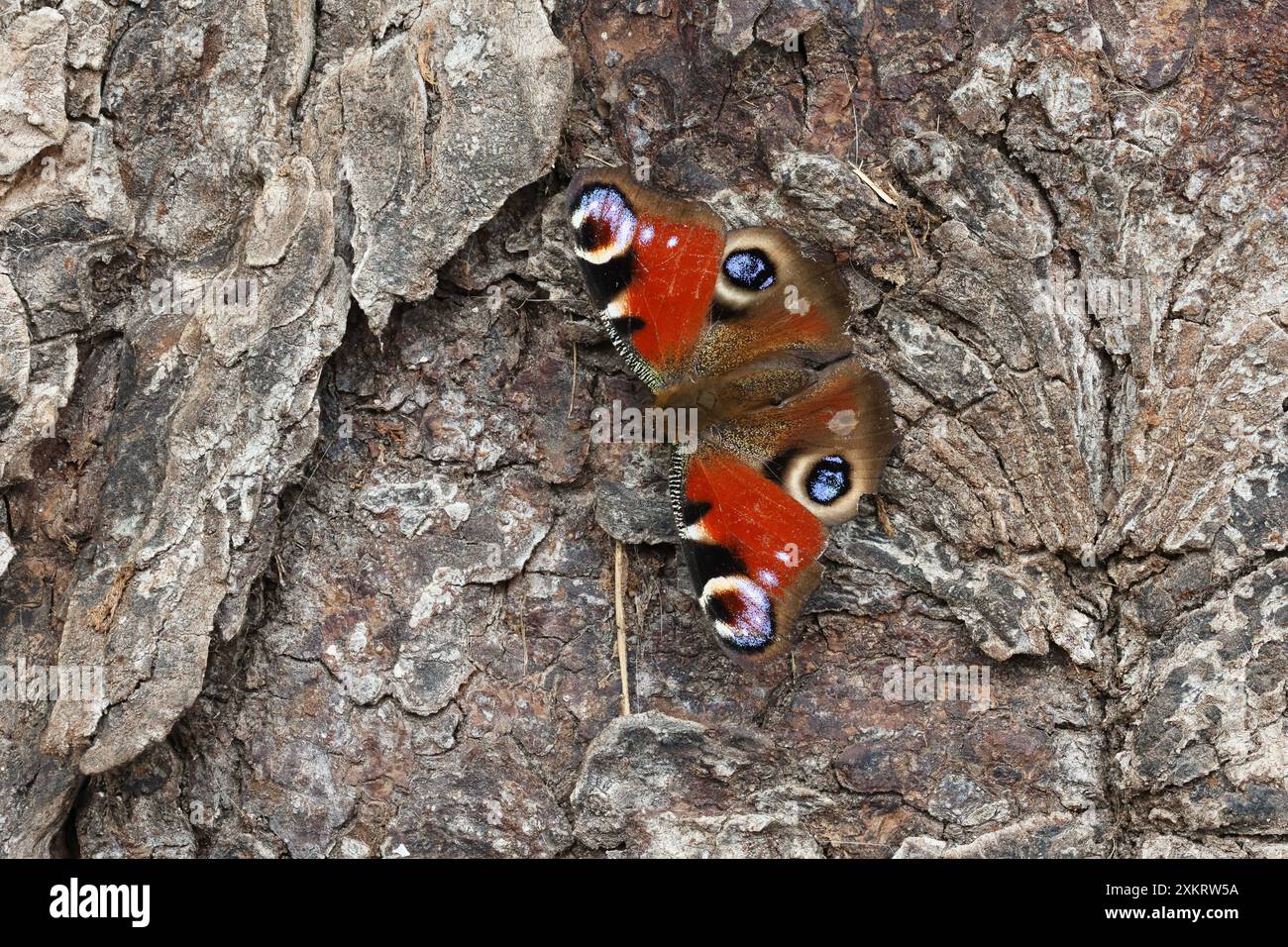 Una farfalla di pavone si siede sulla corteccia degli alberi con le sue ali sparse e crogiolarsi al sole. Foto Stock