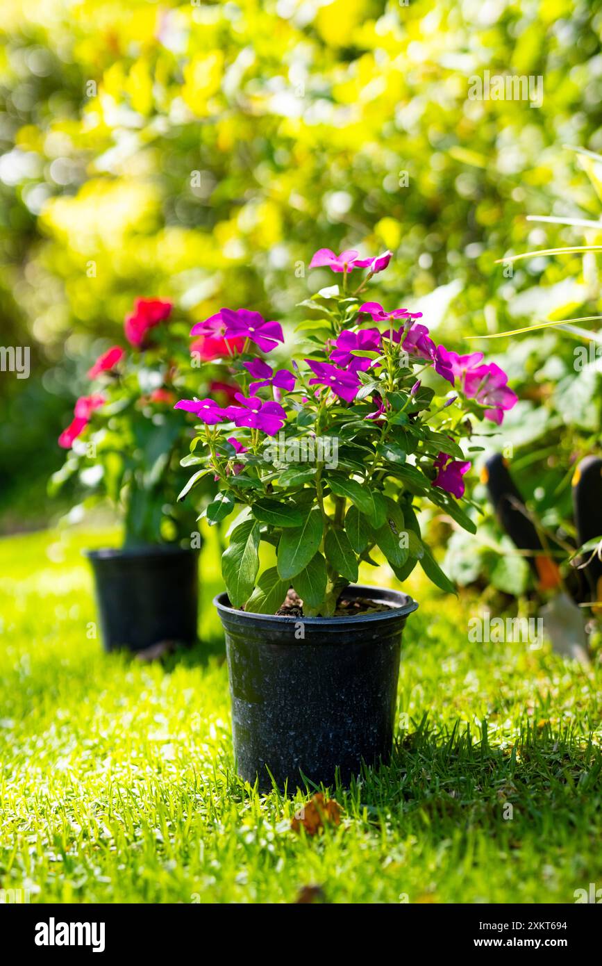 Fiori in vaso che fioriscono nel giardino, con colori vivaci e vegetazione lussureggiante Foto Stock