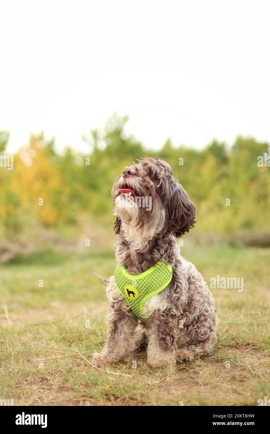 Lo Yorkshire terrier Crossbreed è sul prato autunnale. Foto Stock