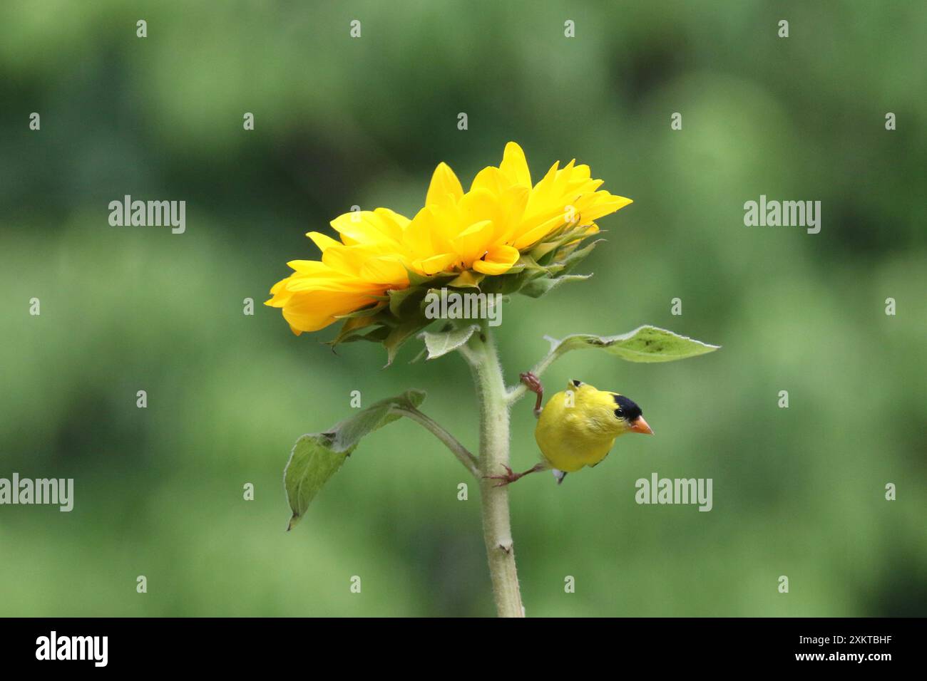 Un vibrante uomo americano goldfinch Carduelis tristis appollaiato su un girasole in estate Foto Stock