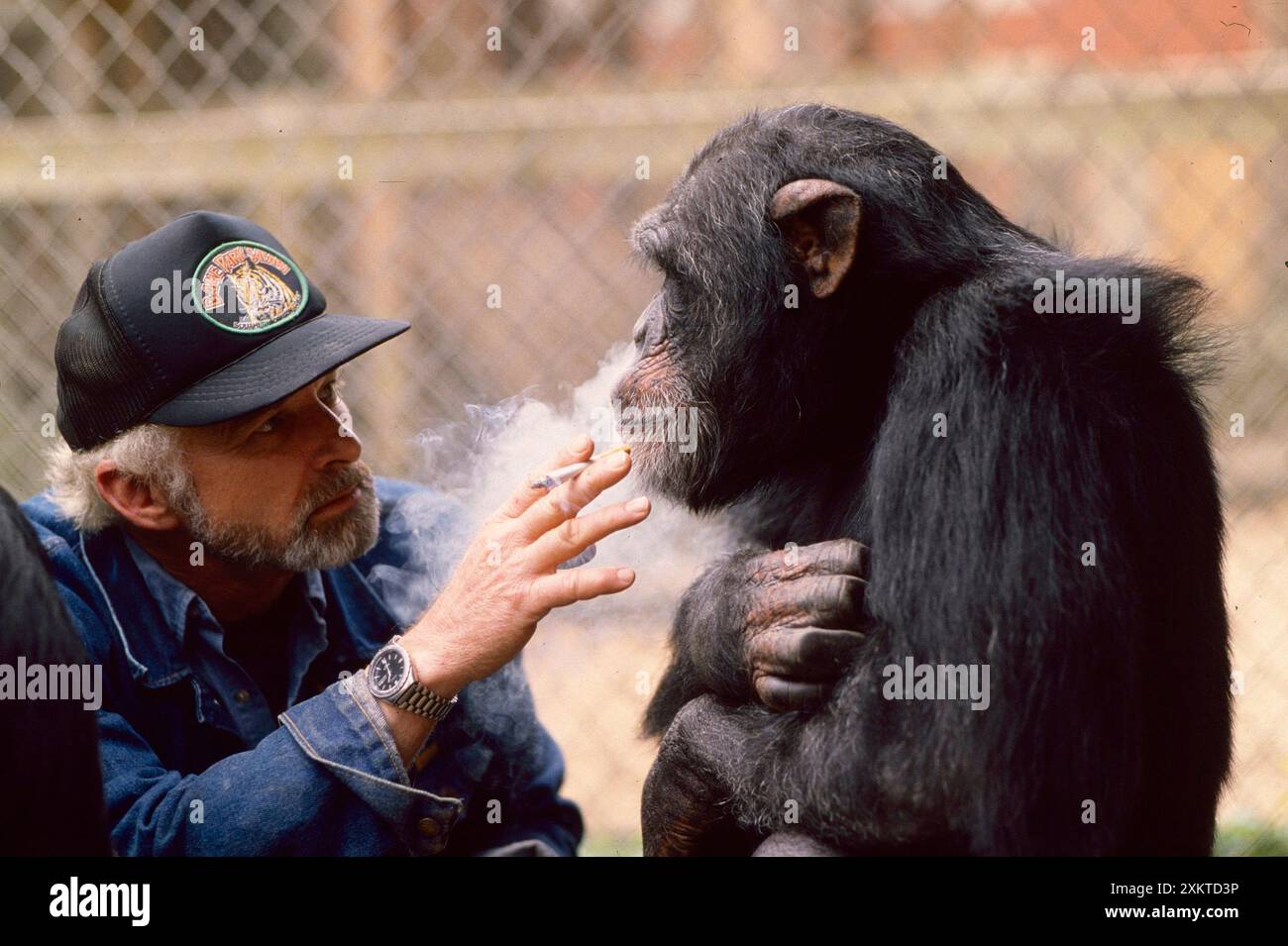 1985 Smokin’ Sam è uno scimpanzé del West Coast Game Park vicino a Bandon Oregon. Occasionalmente ama una sigaretta con il proprietario della riserva Foto Stock