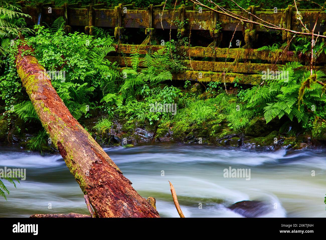 Lush Woodland Stream con Mossy Fallen Tree e Abandoned Mill - Eye Level Foto Stock