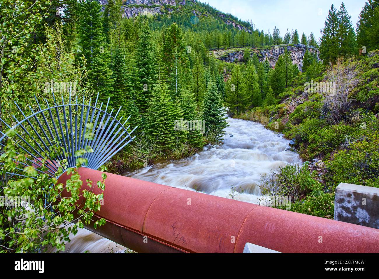 Ruscello di montagna nella foresta Evergreen con la prospettiva di primo piano di arrugginiti Pipe Foto Stock