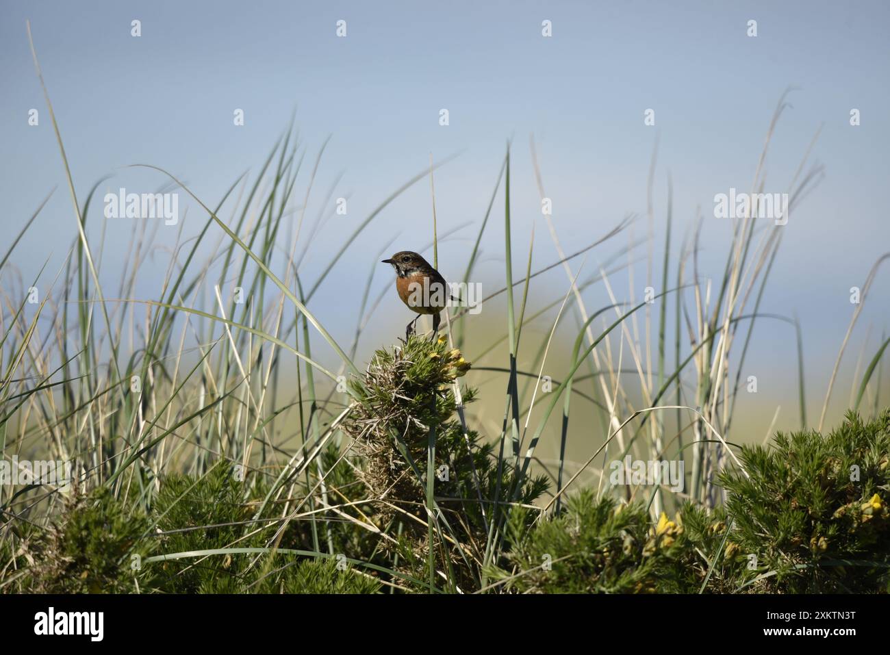 Maschio Eurasian Stonechat (Saxicola torquata) arroccato sulla cima di Scrub a sinistra, con sfondo illuminato dal sole Eye e dune di sabbia, scattato nel Regno Unito a maggio Foto Stock
