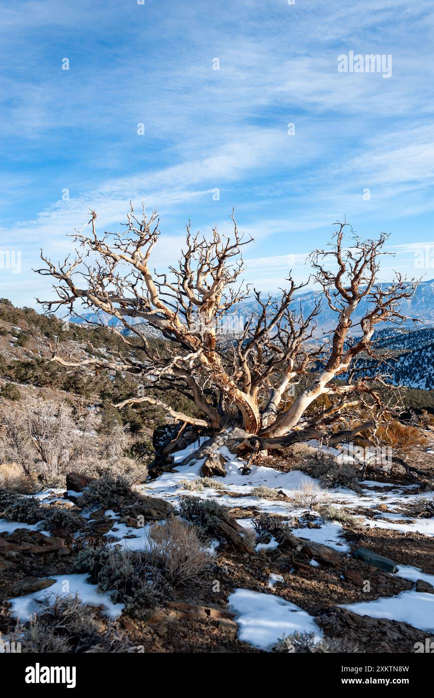 L'Ancient Bristlecone Pine Forest è un'area protetta situata nelle White Mountains nella contea di Inyo, nella California orientale. La foresta è a est della Ow Foto Stock