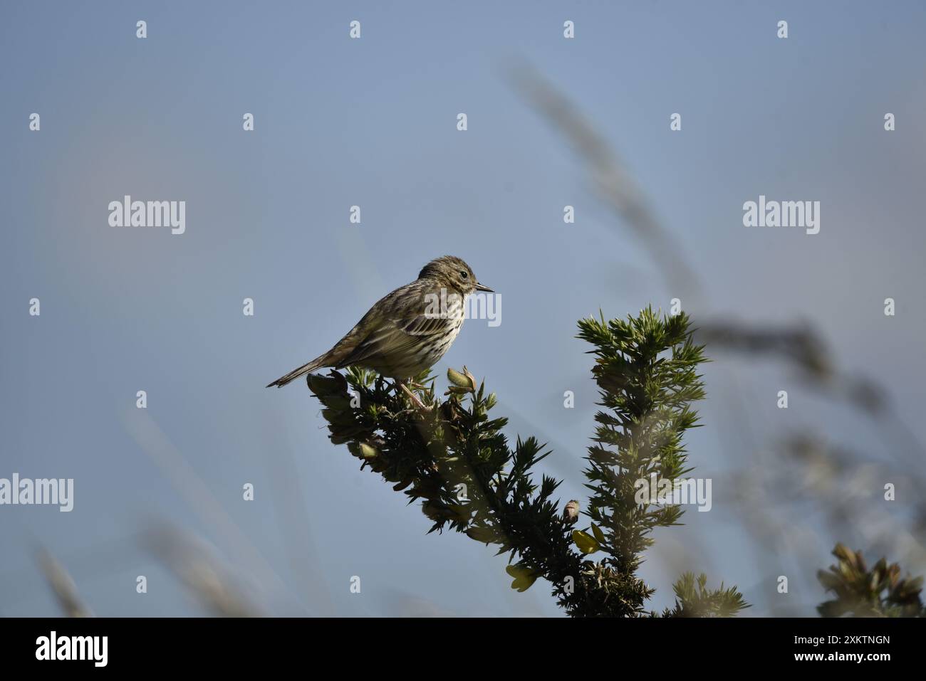 Meadow Pipit (Anthus pratensis) arroccato sulla cima di Gorse in profilo a destra, a sinistra dell'immagine, guardando a destra dell'immagine, scattato nel tardo pomeriggio Sun, Regno Unito Foto Stock