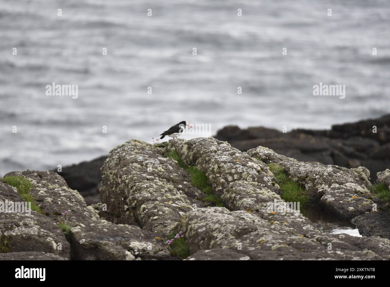 Vista in lontananza di un oystercatcher eurasiatico (Haematopus ostralegus) camminando lungo la cima delle rocce a destra, in un tranquillo sfondo marino nel Regno Unito Foto Stock