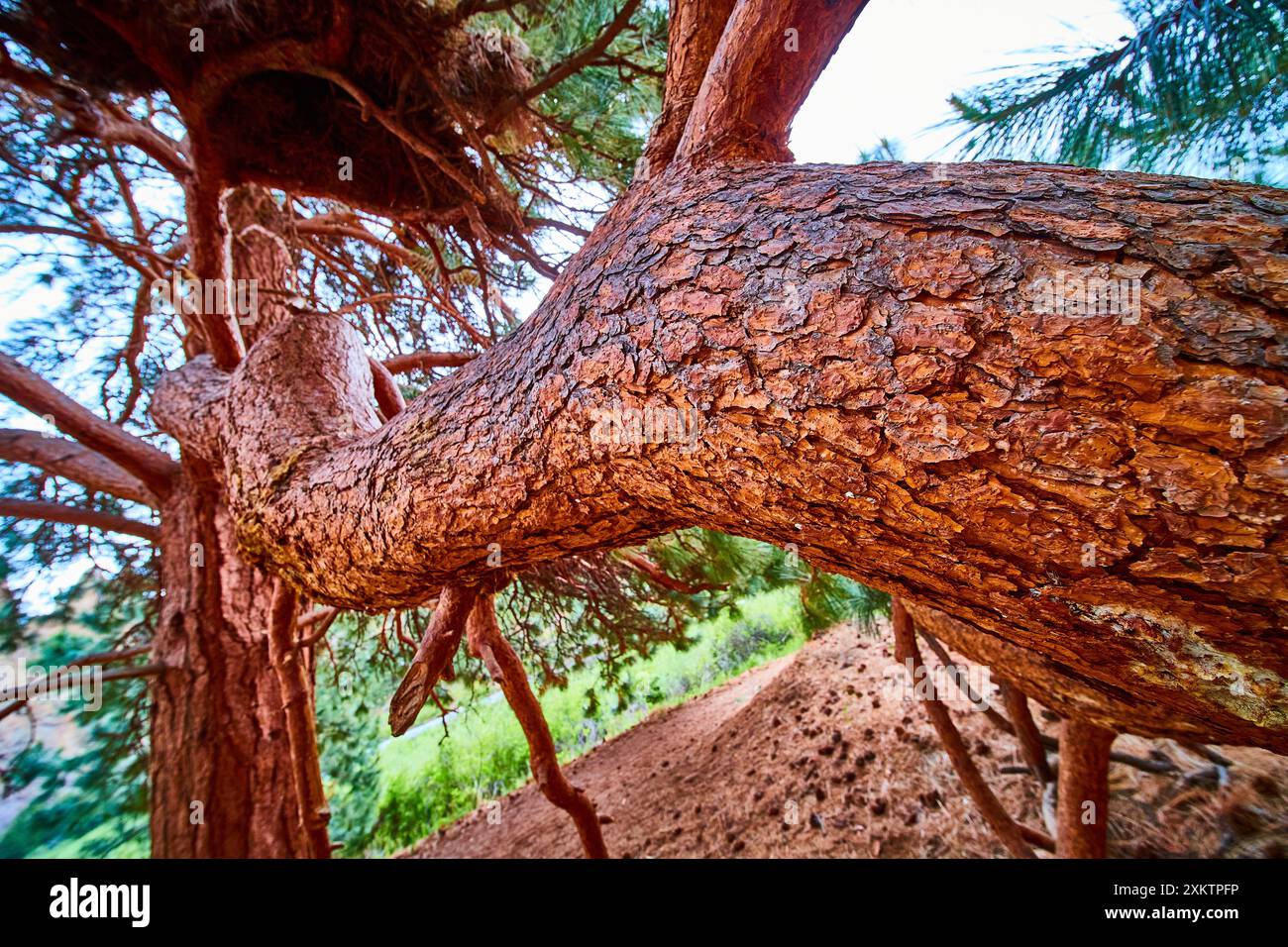 Primo piano del tronco di pino ritorto con prospettiva bassa verso l'alto Foto Stock