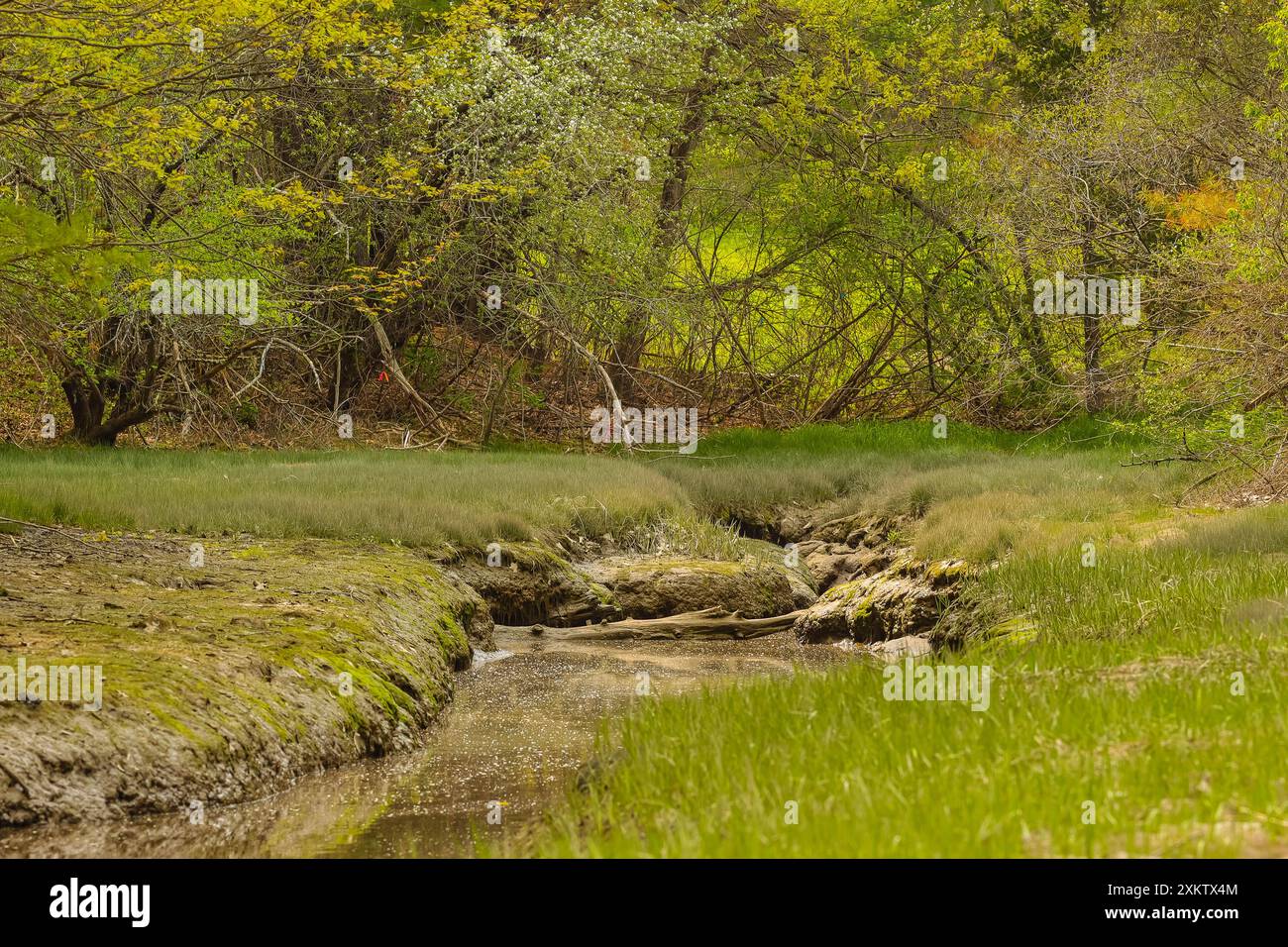 Dietro Wagon Hill Farm, Durham, New Hampshire. Questo piccolo torrente scorre attraverso una palude salata dietro Wagon Hill a Durham, New Hampshire. Questo sito fa parte della Oyster Riv Foto Stock