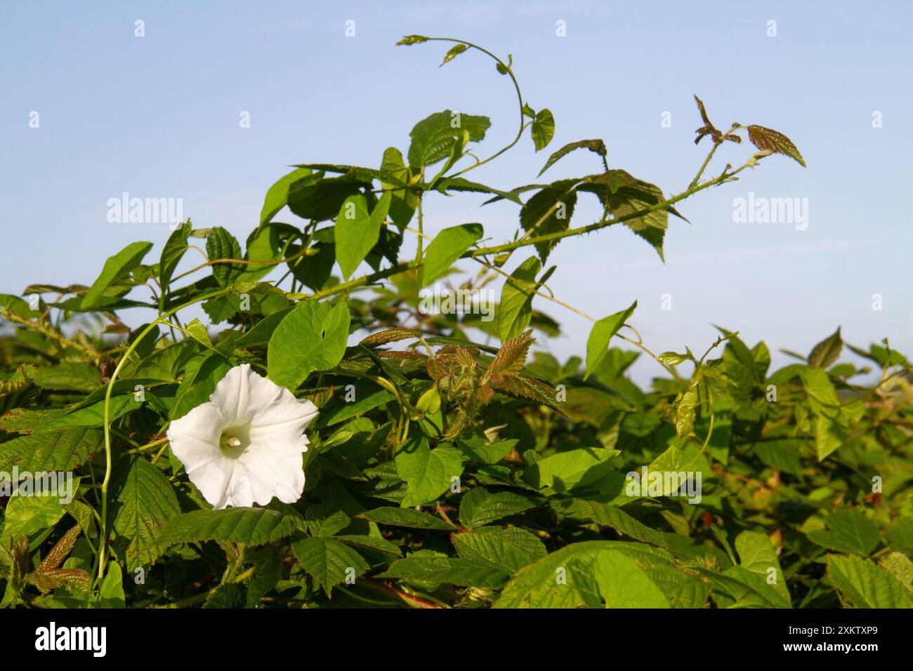 Siepe con un bellissimo fiore bianco, travolgenti rami di Brambles Foto Stock