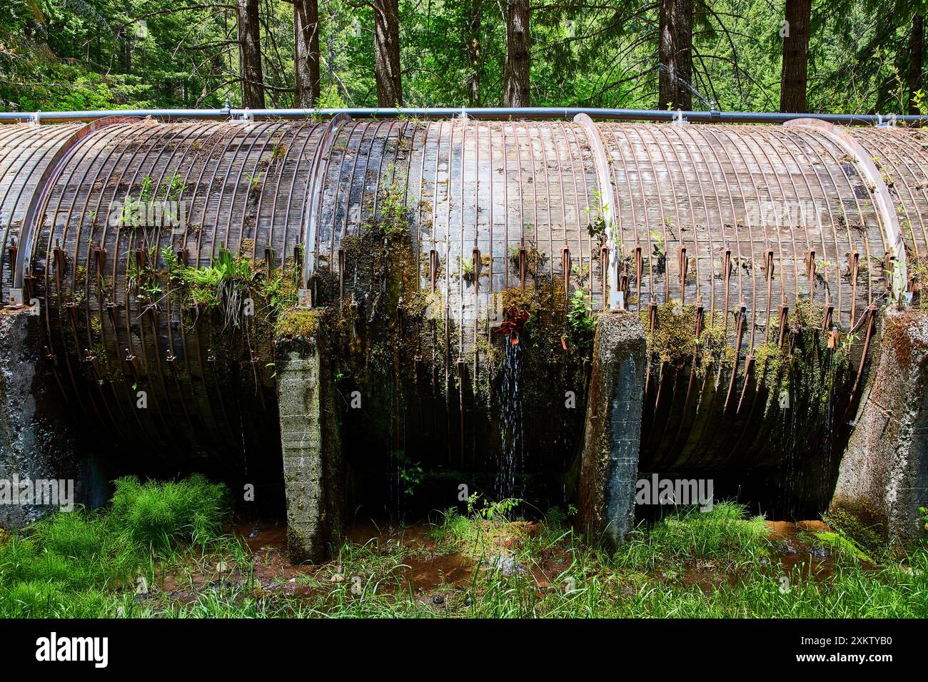 Rusty Pipeline abbandonata nella lussureggiante foresta che perde acqua a livello degli occhi Foto Stock