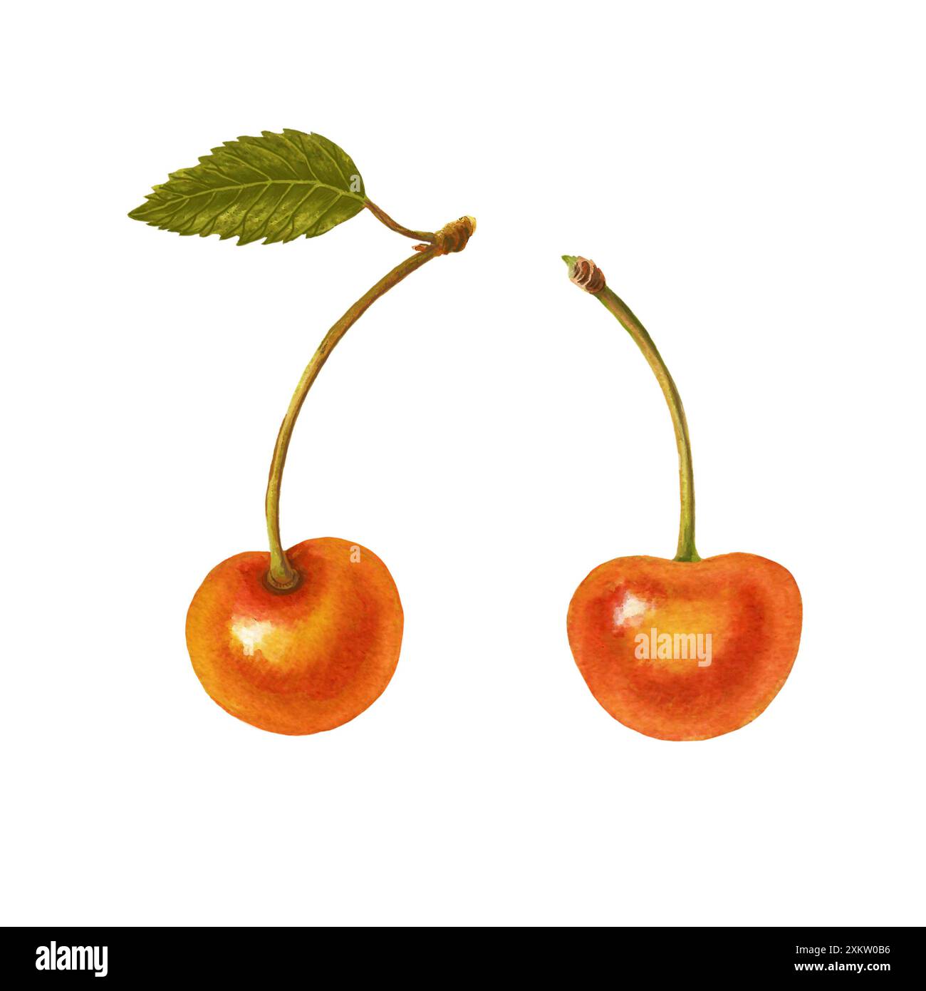 Acquerello ciliegio isolato su sfondo bianco. Foto Stock