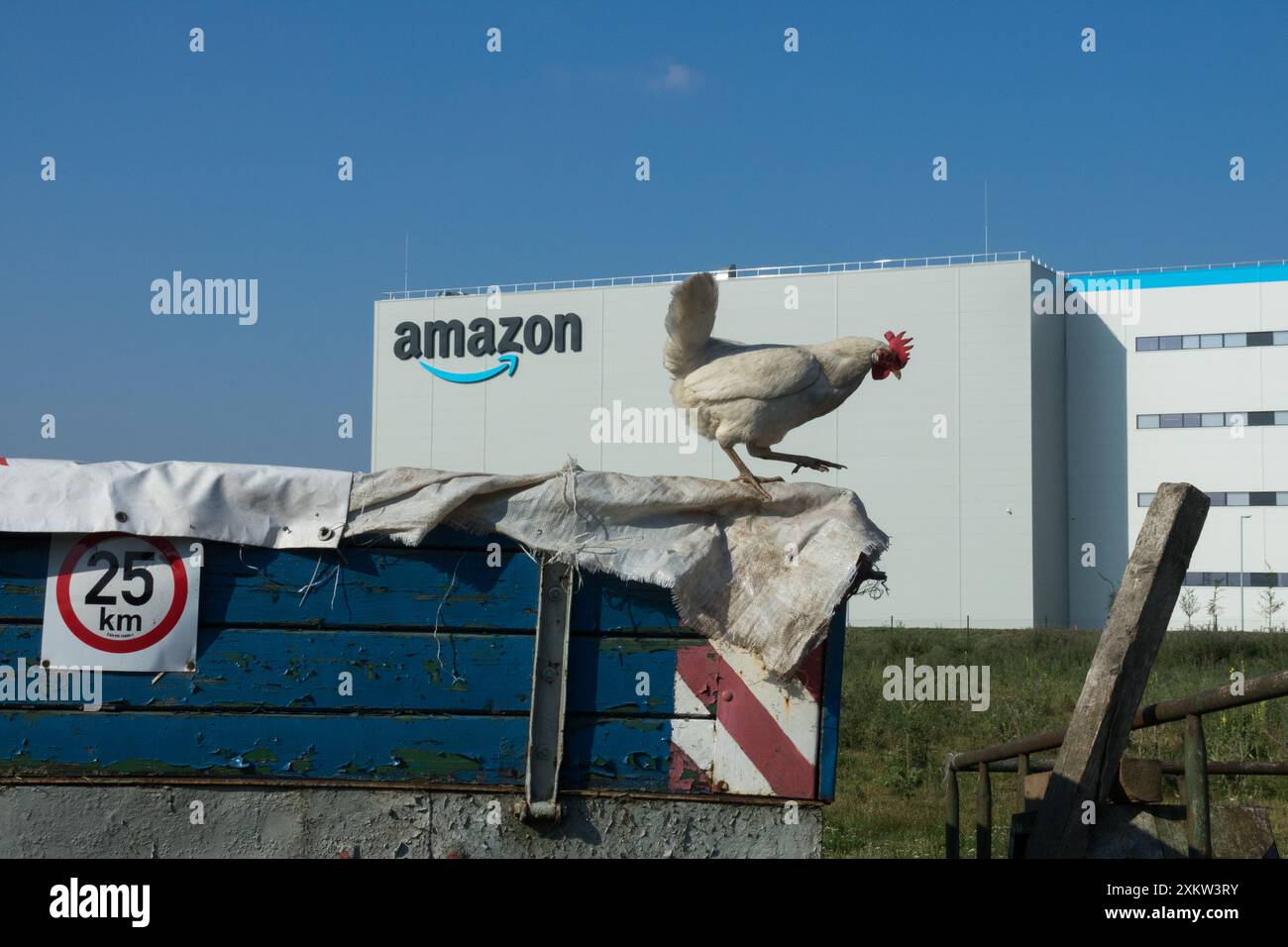 La gallina cammina sul bordo della superficie piana, magazzino di sfondo con il logo Amazon Foto Stock