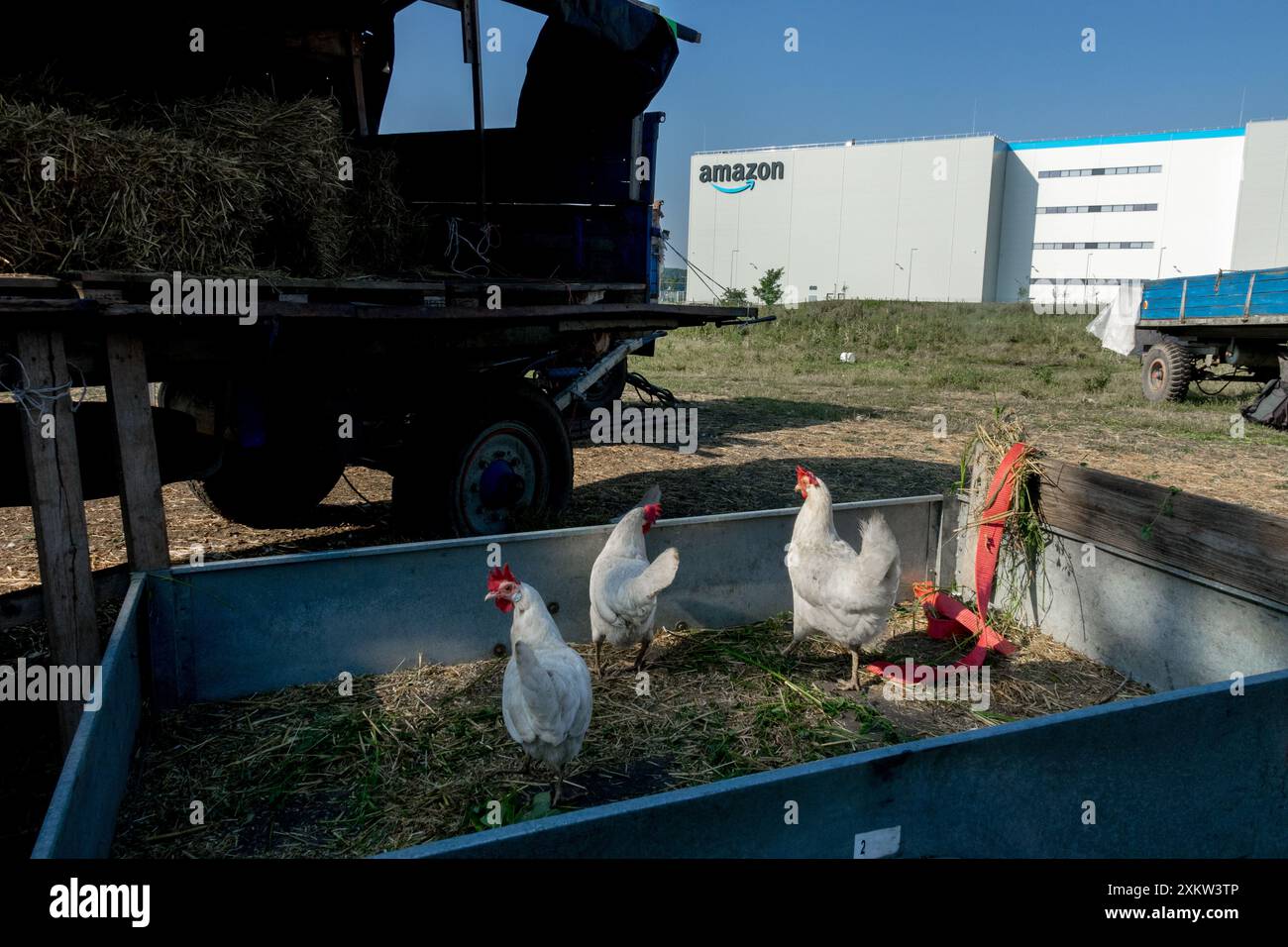 Tre polli in un rimorchio in cerca di qualcosa da mangiare. Piccola fattoria, nel magazzino Amazon in background Foto Stock