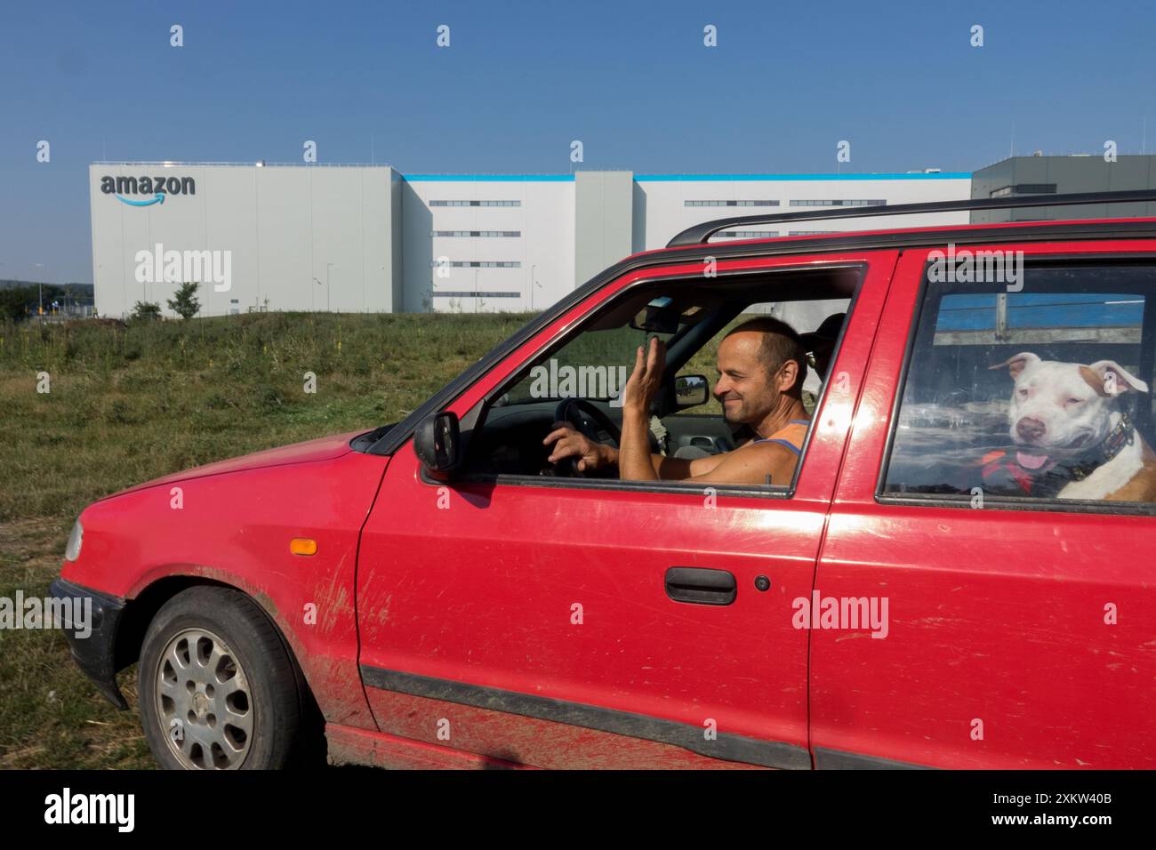 Cane in Red Car Foto Stock