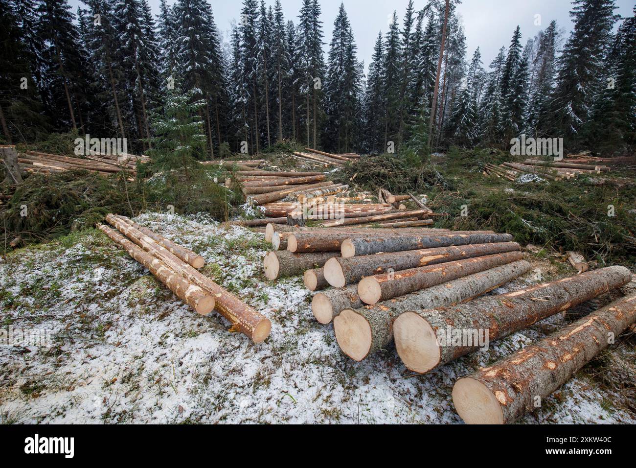 Area di taglio e tronchi chiari nella foresta europea di abeti rossi (picea abies), Finlandia Foto Stock