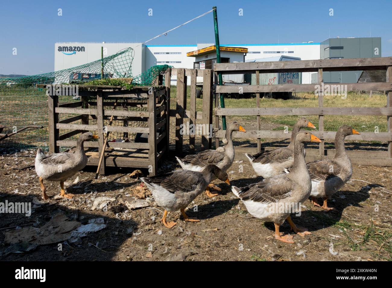 Small Farm Yard, allevamento di pollame, oche presso l'Amazon Warehouse background Foto Stock