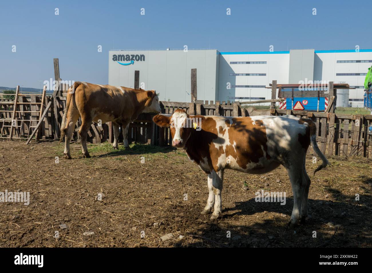 Mucche in un piccolo deposito agricolo background, Company Global Business Foto Stock