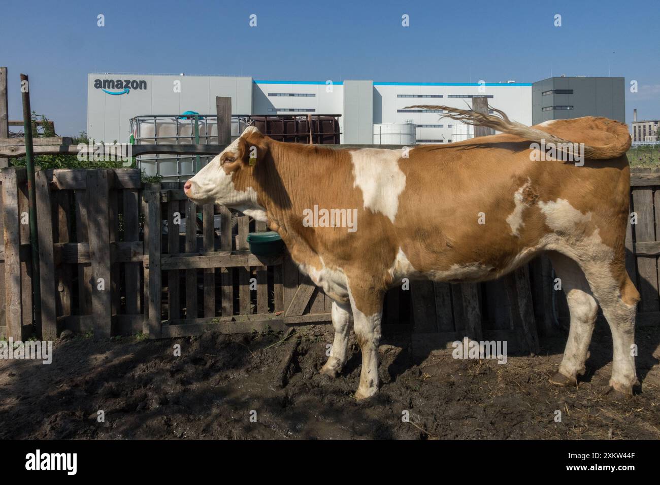 Vista SID della mucca in un piccolo cortile agricolo, sfondo del magazzino Foto Stock