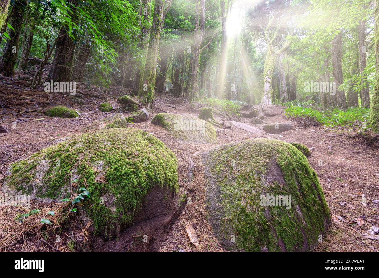 Numerosi alberi in un ambiente verde con il sole che sbuca attraverso i tronchi. Foresta del silenzio a Sintra. Foto Stock