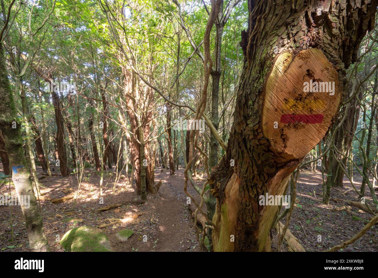 Numerosi alberi in un ambiente verde con il sole che sbuca attraverso i tronchi. Foresta del silenzio a Sintra. Foto Stock