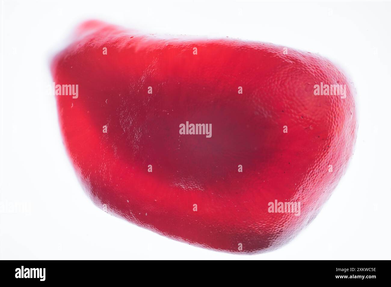 Macrofotografia di una bacca di melograno rosso o di un seme su sfondo bianco, ideale per il ritaglio. Foto Stock