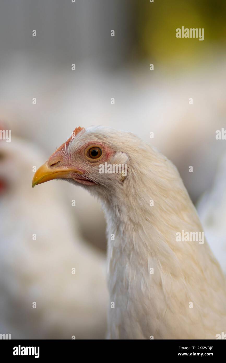 Polli bianchi in una recinzione sfondo sfocato. Foto Stock