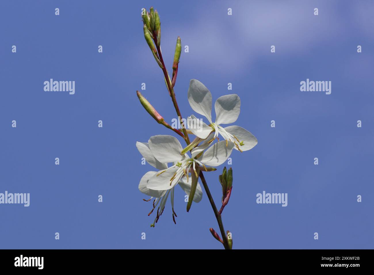 Fiori di Gaura bianca (Gaura lindheimeri), famiglia Onagraceae. Cielo blu. Estate, luglio, Paesi Bassi Foto Stock