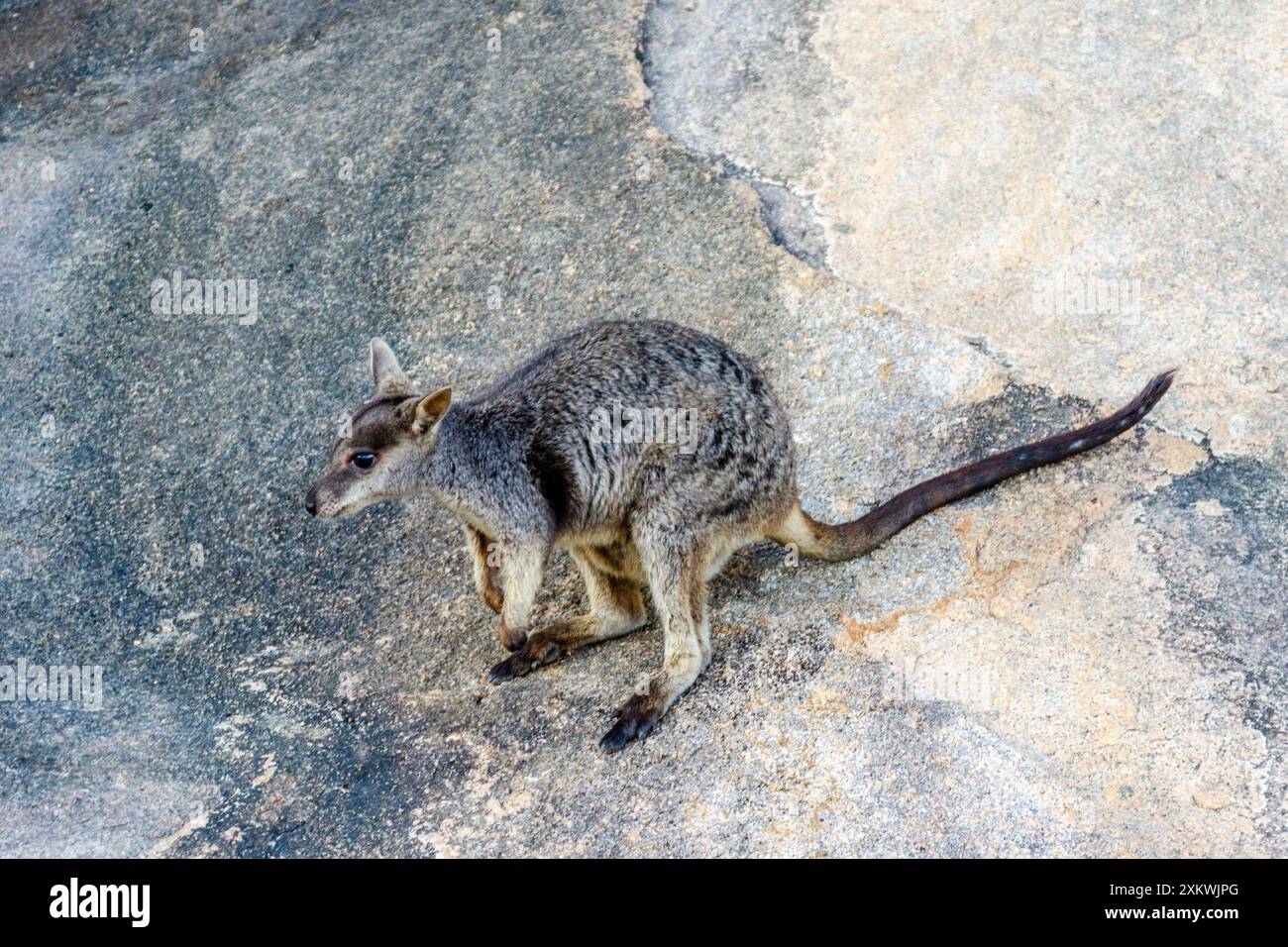 Canguro di wallaby nel suo habitat naturale a Magnetic Island, Queensland, Australia. È una destinazione turistica a 8 km al largo di Townsville Foto Stock