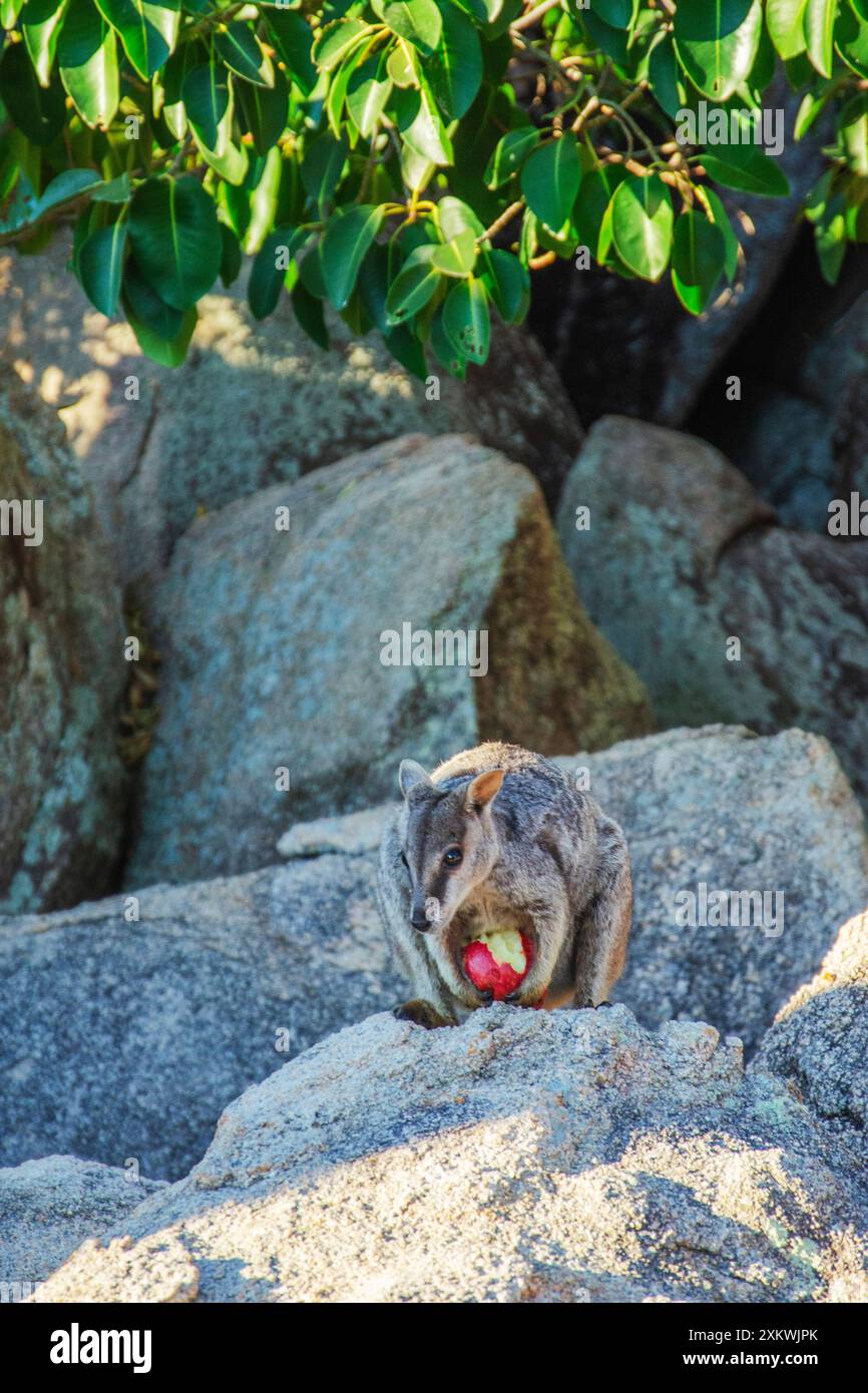 Canguro di wallaby nel suo habitat naturale a Magnetic Island, Queensland, Australia. È una destinazione turistica a 8 km al largo di Townsville Foto Stock