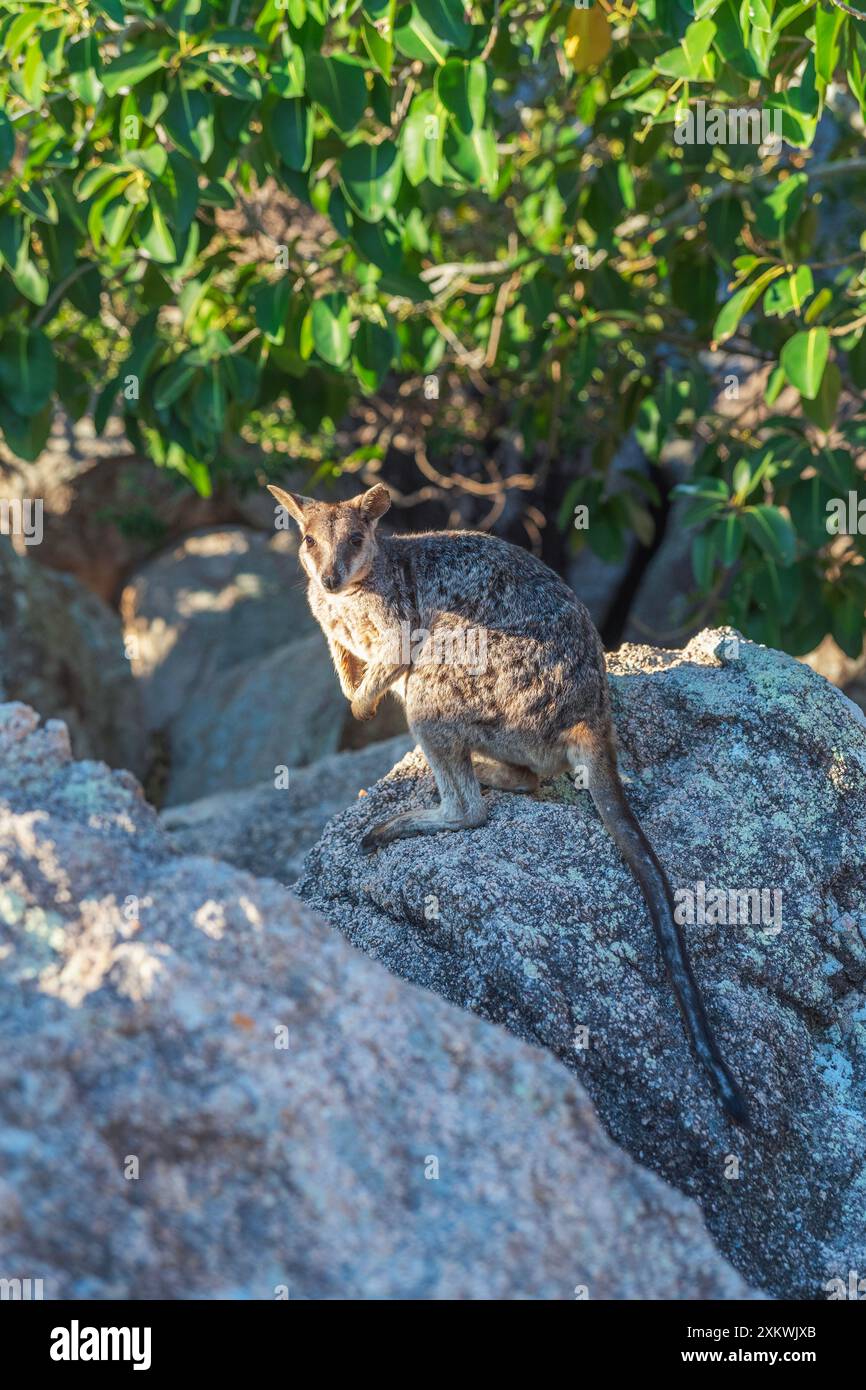 Canguro di wallaby nel suo habitat naturale a Magnetic Island, Queensland, Australia. È una destinazione turistica a 8 km al largo di Townsville Foto Stock