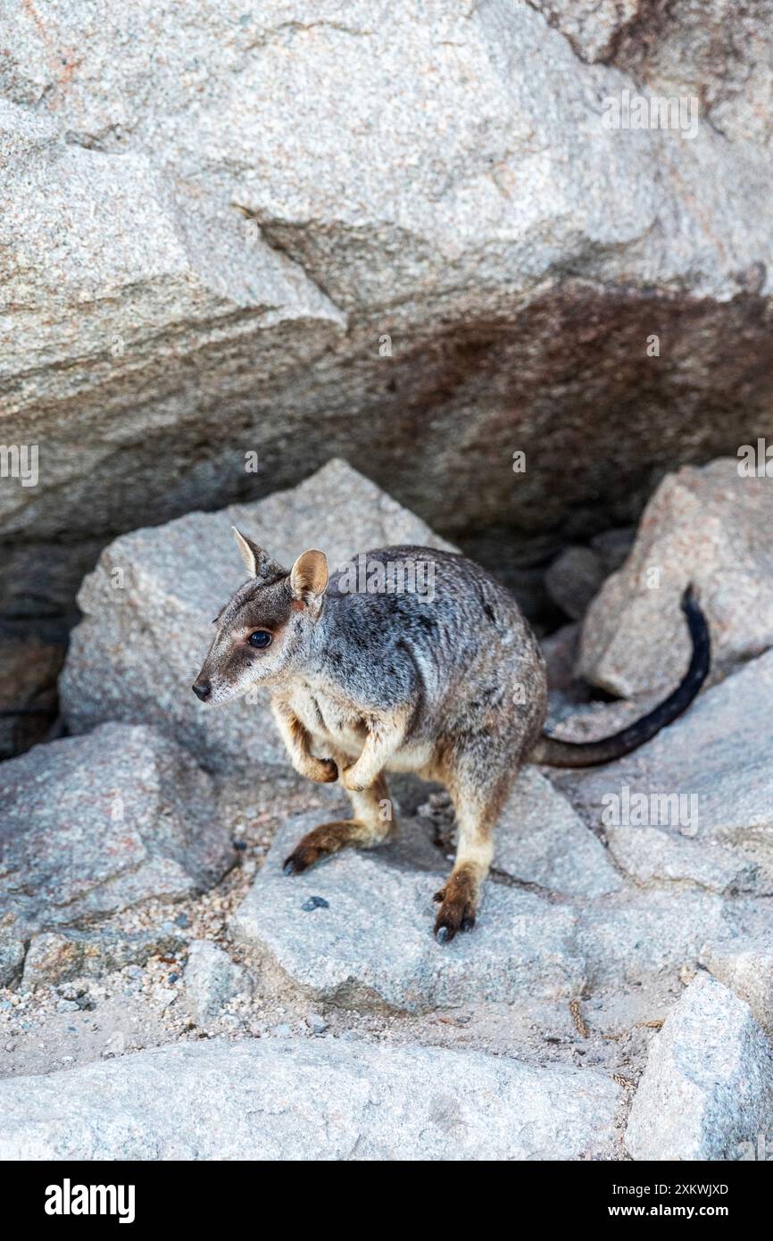 Canguro di wallaby nel suo habitat naturale a Magnetic Island, Queensland, Australia. È una destinazione turistica a 8 km al largo di Townsville Foto Stock