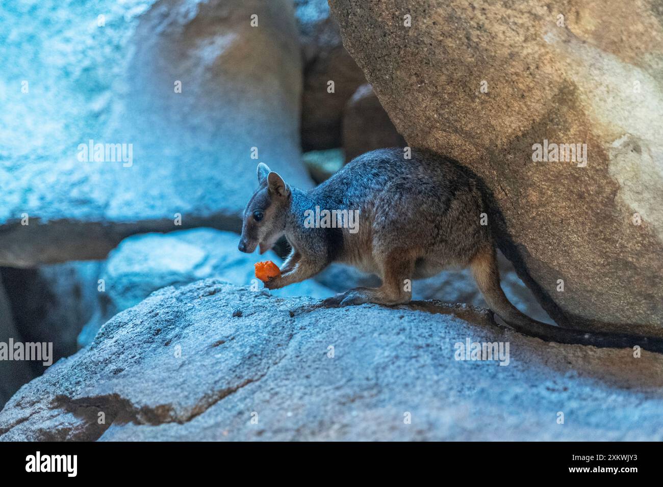 Canguro di wallaby nel suo habitat naturale a Magnetic Island, Queensland, Australia. È una destinazione turistica a 8 km al largo di Townsville Foto Stock