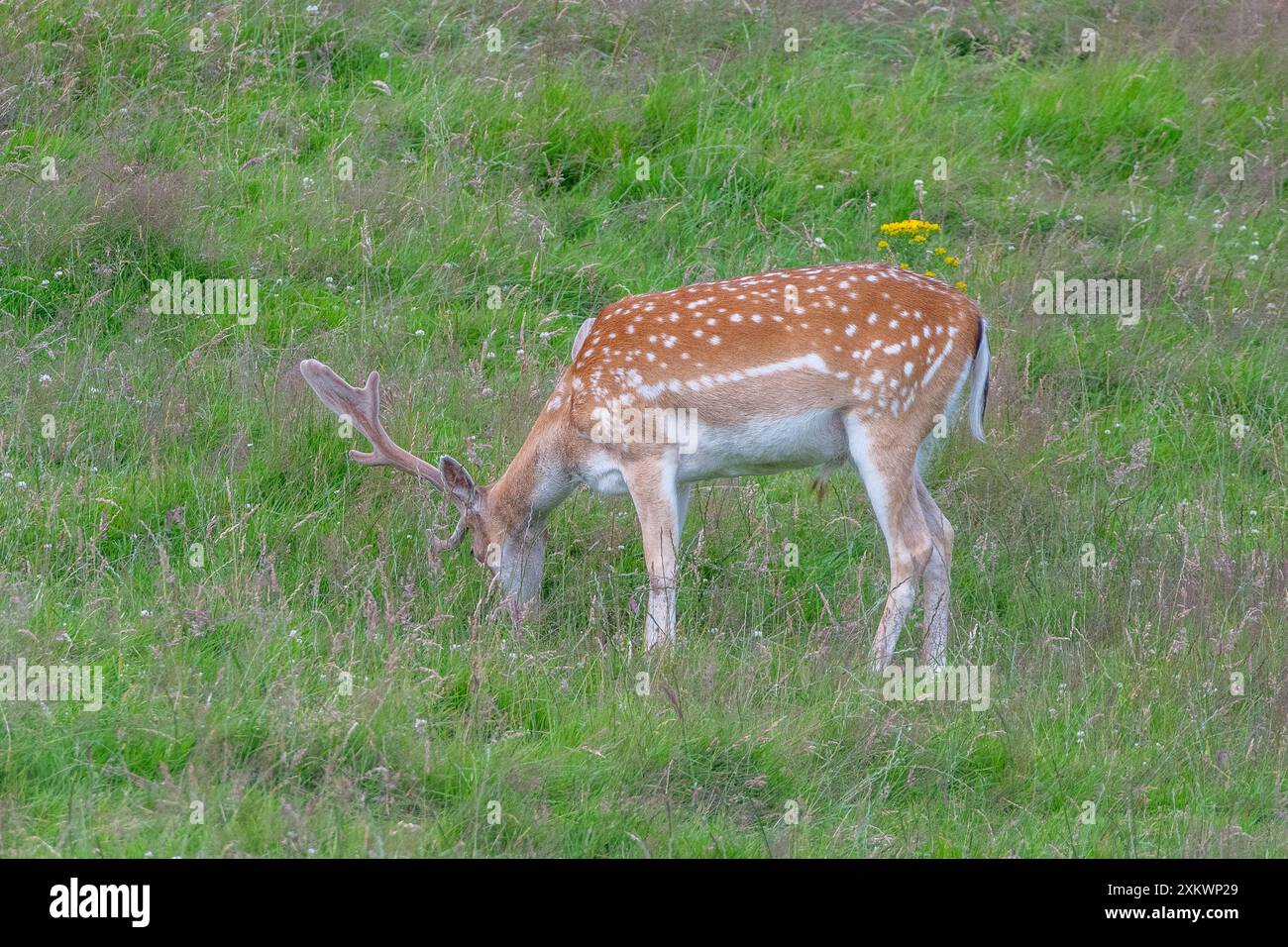 Fallow Deer (Dama dama), Huntly, Aberdeenshire Foto Stock