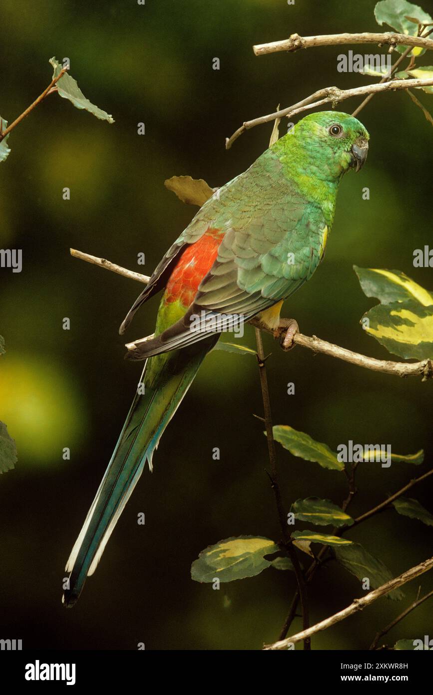 Rosso-rumped Parrot Foto Stock